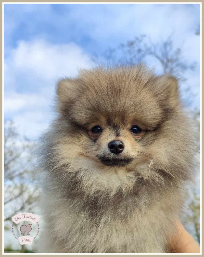 Urus Des Tou'tout Petits Mâle Spitz allemand