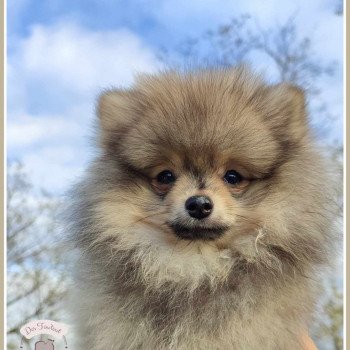 chiot Spitz allemand Sable charbonné Urus Des Tou'tout Petits