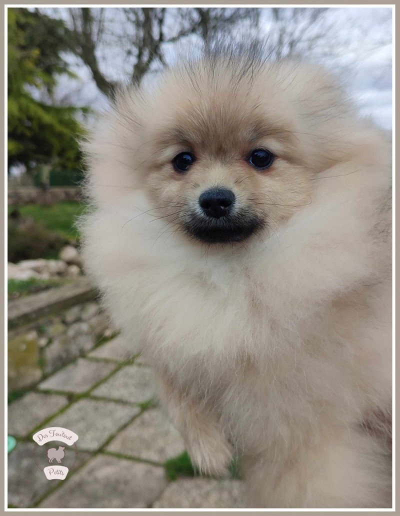 Uma Des Tou'tout Petits Femelle Spitz allemand Uma Des Tou'tout Petits Femelle Spitz allemand