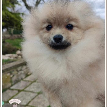 chiot Spitz allemand Sable charbonné Uma Des Tou'tout Petits