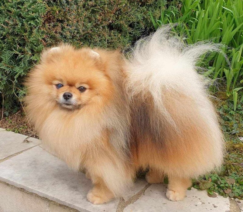 Makes me Happy Of Lovely Tim Mâle Spitz allemand Makes me Happy Of Lovely Tim Mâle Spitz allemand