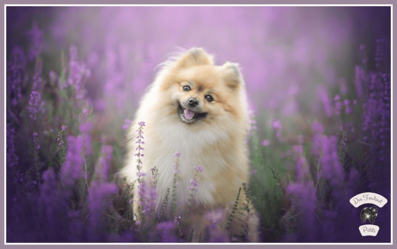 P'tite Chanel Femelle Spitz allemand