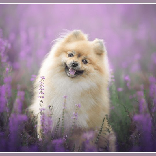 P'tite Chanel Femelle Spitz allemand