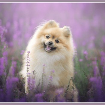 P'tite Chanel Femelle Spitz allemand