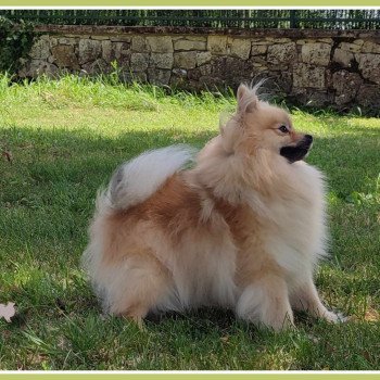 chien Spitz allemand Sable charbonné P'tite Chanel Des Tou'tout Petits chien Spitz allemand Sable charbonné P'tite Chanel Des Tou'tout Petits