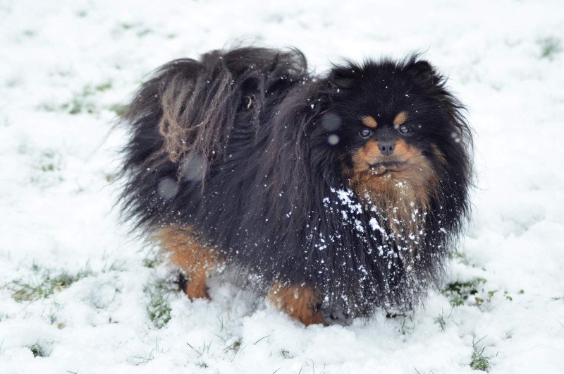 Sherlok Mâle Spitz allemand
