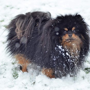 Sherlok Mâle Spitz allemand