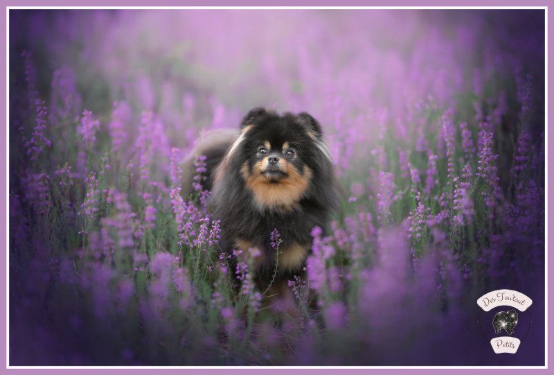 Stella Femelle Spitz allemand