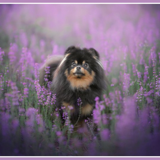 Stella Femelle Spitz allemand