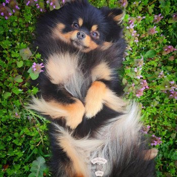chien Spitz allemand Noir et feu Stella Des Tou'tout Petits