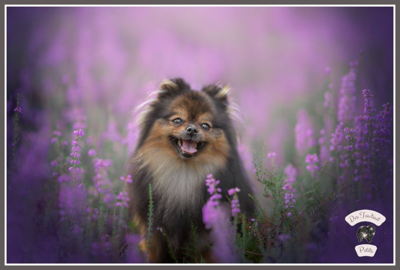 Tiffany Des Tou'tout Petits Femelle Spitz allemand