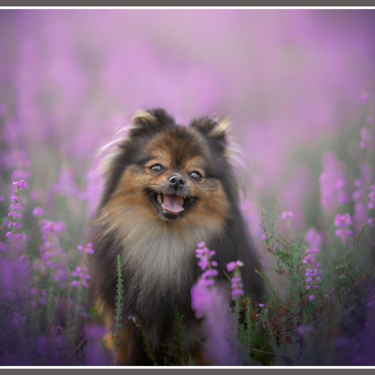 Tiffany Des Tou'tout Petits Femelle Spitz allemand