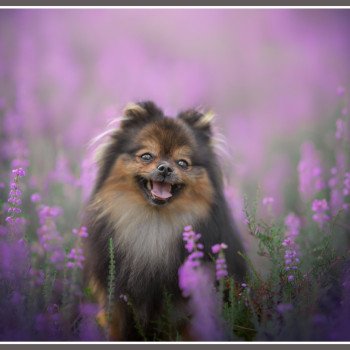 chien Spitz allemand Orange charbonnée Tiffany Des Tou'tout Petits chien Spitz allemand Orange charbonnée Tiffany Des Tou'tout Petits