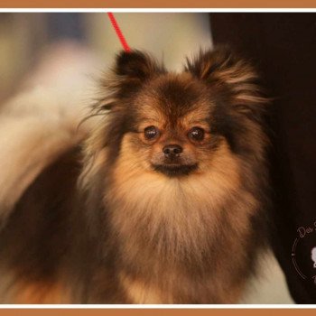 chien Spitz allemand Orange charbonnée Tiffany Des Tou'tout Petits chien Spitz allemand Orange charbonnée Tiffany Des Tou'tout Petits
