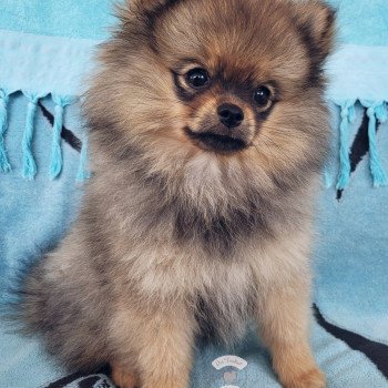 Trixie 3 mois Trixie 3 mois