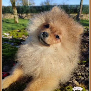 chiot Spitz allemand Fauve Orange Ugo Des Tou'tout Petits