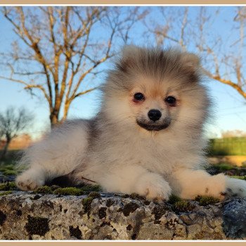 chiot Spitz allemand Sable charbonné U'beauty Des Tou'tout Petits