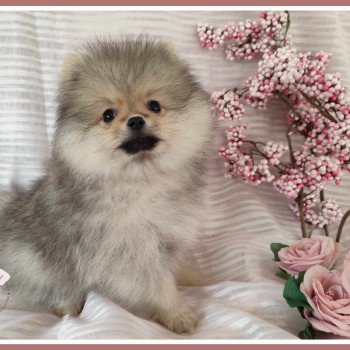 chiot Spitz allemand Sable charbonné Ulyana Des Tou'tout Petits chiot Spitz allemand Sable charbonné Ulyana Des Tou'tout Petits