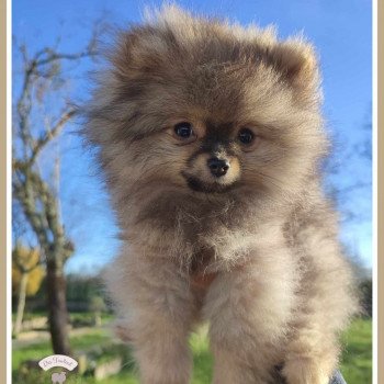 chiot Spitz allemand Orange charbonné Unik Des Tou'tout Petits