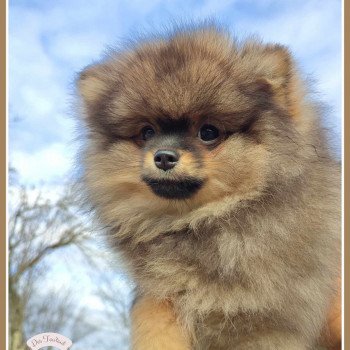 chiot Spitz allemand Orange charbonné Utopia Des Tou'tout Petits