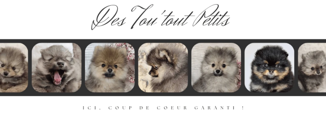 Des Tou'tout Petits